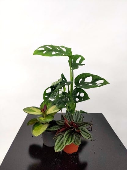 monstera adansona, peperomia rosso, hoja lisa
