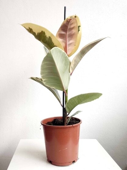 Fikus - Figowiec sprężysty 'Tineke' (Ficus elastica) Fikus - Figowiec sprężysty 'Tineke' (Ficus elastica)