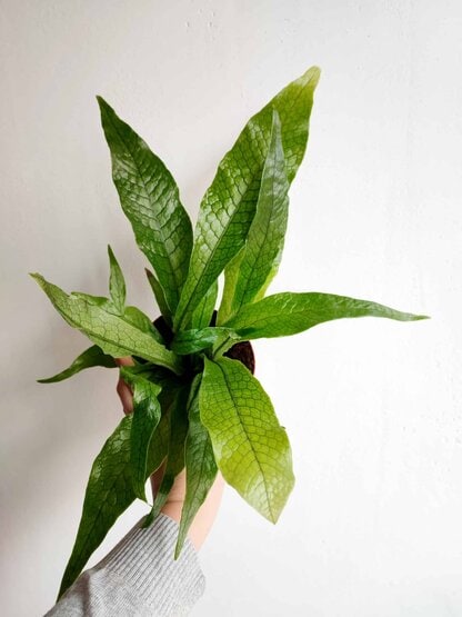 Paproć mikrozorum - Microsorum musifolium 'Crocodyllus' Paproć mikrozorum - Microsorum musifolium 'Crocodyllus'