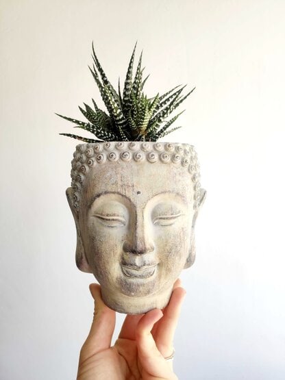 osłonka betonowa budda