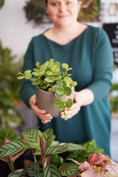 peperomia tetraphylla hope