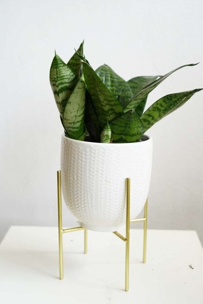 osłonka biała w jodełkę + stojak gold