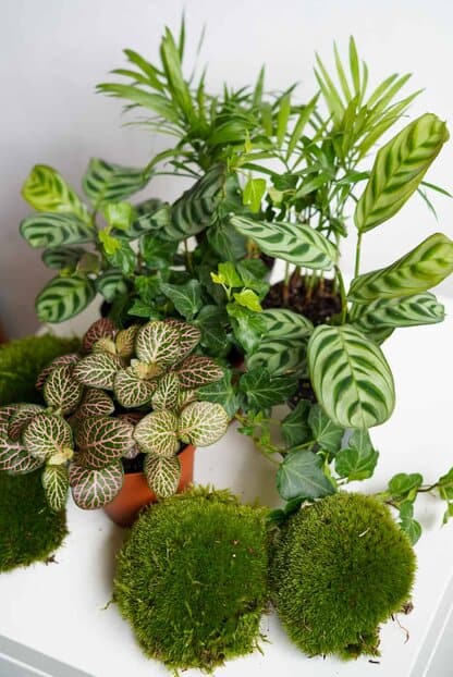 Zestaw roślin do słoika: 2 ogrody leśne