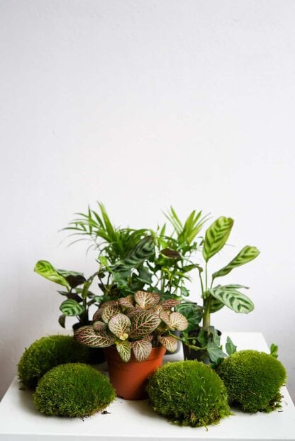 Zestaw roślin do słoika: 2 ogrody leśne