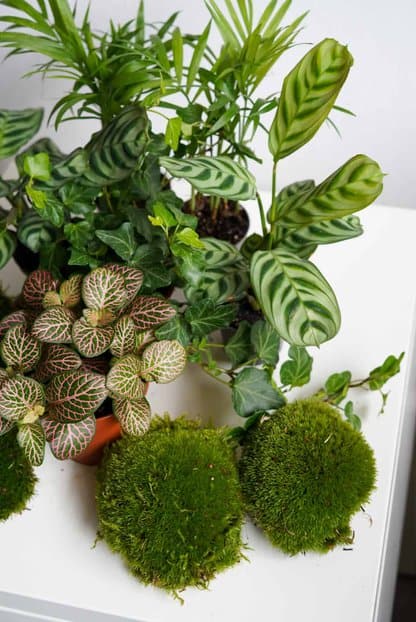 Zestaw roślin do słoika: 2 ogrody leśne