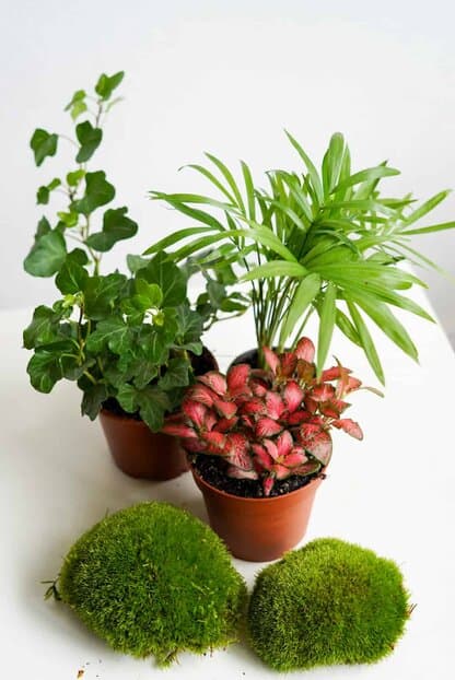 Zestaw roślin do lasu w szkle - NA DOBRY POCZĄTEK