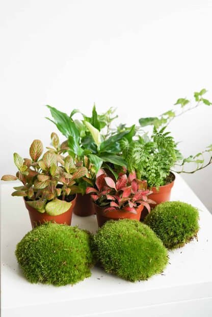 Zestaw roślin do lasu w szkle - FEERIA KOLORÓW