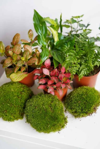 Zestaw roślin do lasu w szkle - FEERIA KOLORÓW