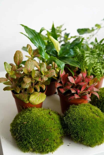 Zestaw roślin do lasu w szkle - FEERIA KOLORÓW