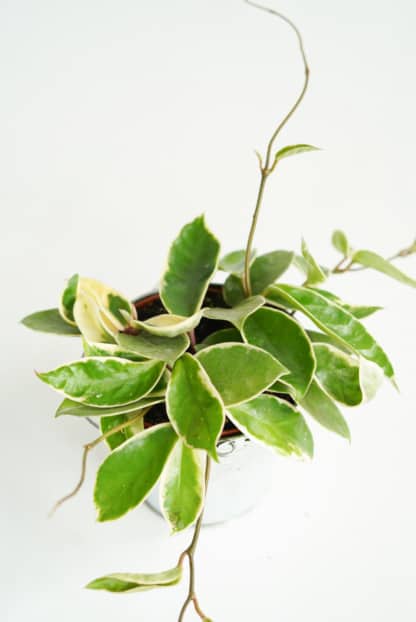 Hoja różowa 'Krimson Queen' (Hoya carnosa)