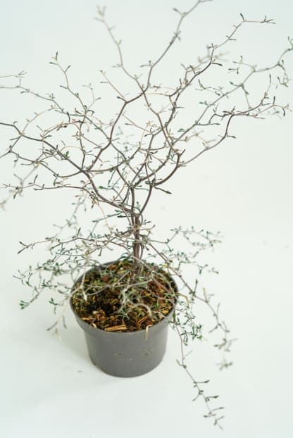 corokia virgata Maori Silver