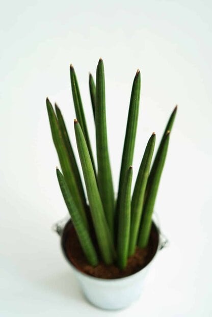 Sansewieria cylindryczna (sansevieria cylindrica) Sansewieria cylindryczna (sansevieria cylindrica)