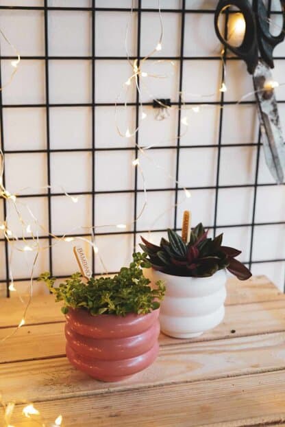 Świąteczny zestaw roślinny 'Bubble' Świąteczny zestaw roślinny 'Bubble'