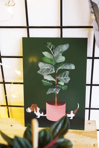 Świąteczny zestaw roślinny 'Bubble' Świąteczny zestaw roślinny 'Bubble'