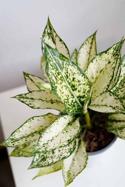 Aglaonema 'White Kiwi' (Aglaonema sp.) Aglaonema 'White Kiwi' (Aglaonema sp.)