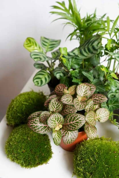 Zestaw roślin do słoika: 2 ogrody leśne