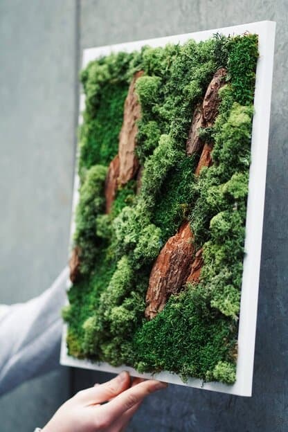 obraz z mchu chrobotek mech reniferowy