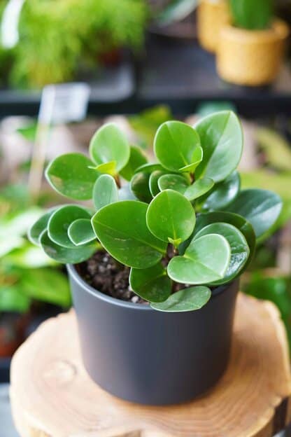 peperomia obtusifolia greeen gold zielony słoik peperomia obtusifolia greeen gold zielony słoik
