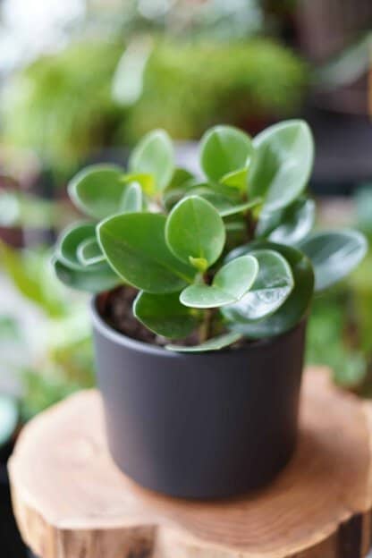peperomia obtusifolia greeen gold zielony słoik peperomia obtusifolia greeen gold zielony słoik
