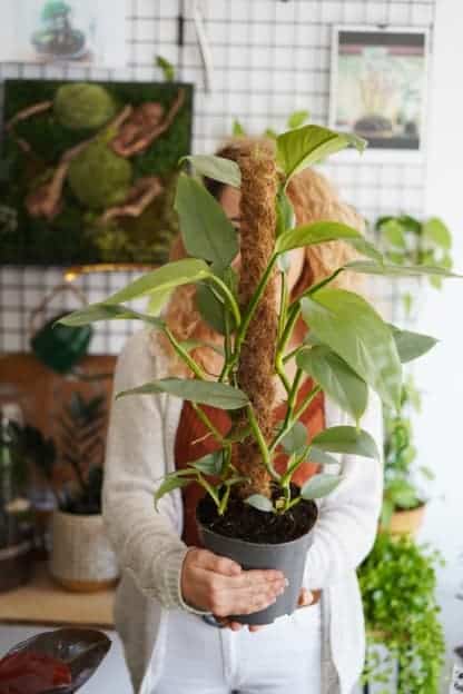 philodendron hastatum Silver Queen