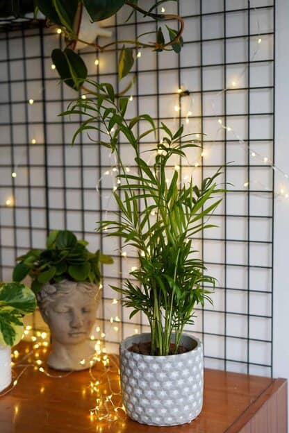 palma koralowa palma koralowa