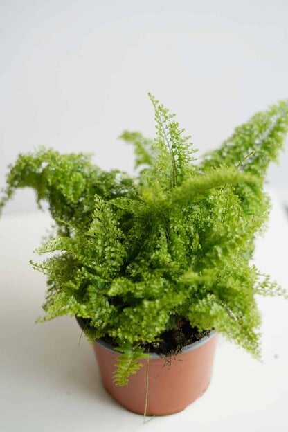 Nefrolepis wyniosły 'Ariana' (Nephrolepis exaltata)