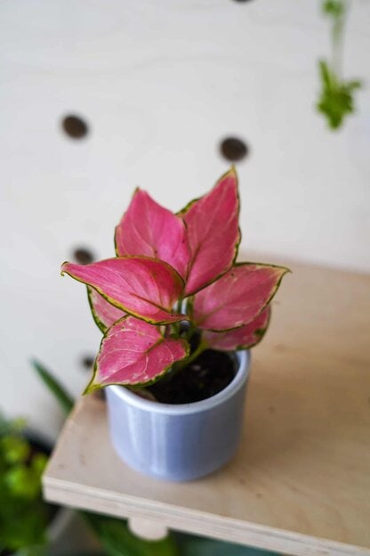 Aglaonema Red Dragon Aglaonema Red Dragon