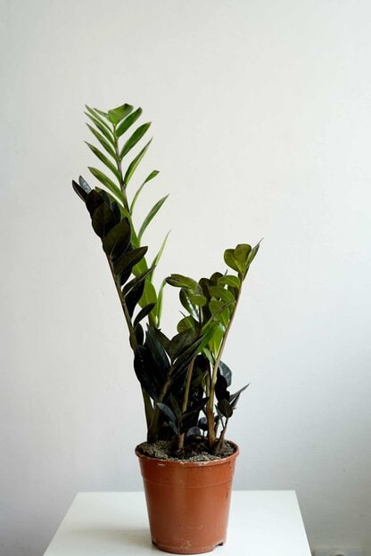 Zamioculcas zamiifolia 'Raven' Zamioculcas zamiifolia 'Raven'