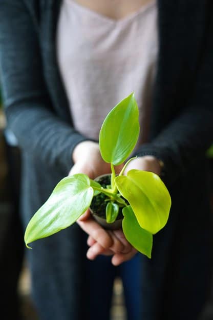 filodendron golden violin filodendron golden violin