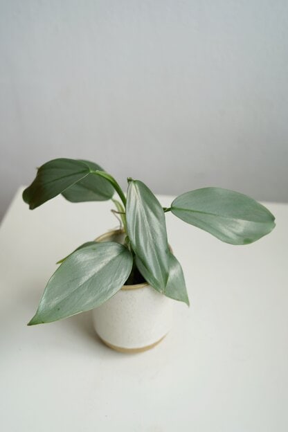 silver queen silver queen