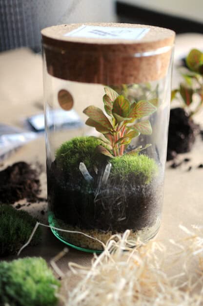 miniaturowy ogród w cylindrze