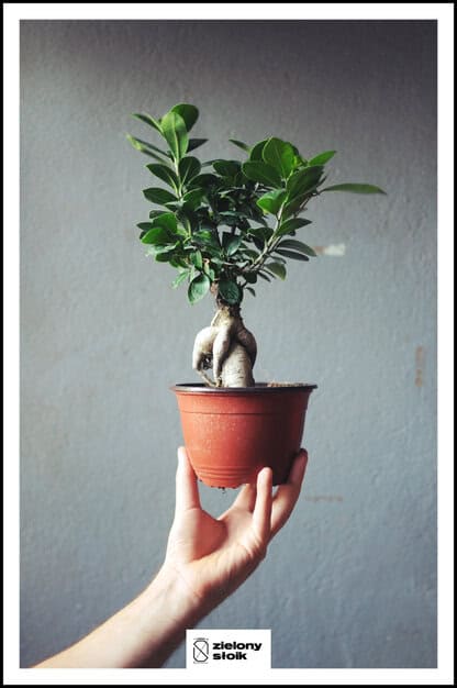 ficus microcarpa ginseng