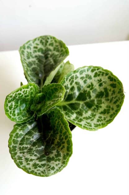 streptocarpus pretty turtle