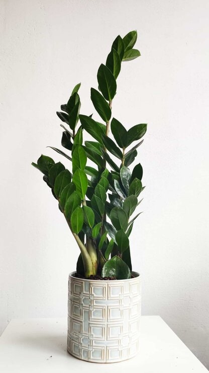 zamiokulkas zamiolistny