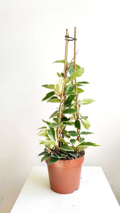 hoja krimson queen