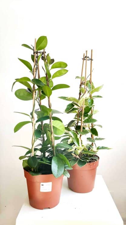 hoja krimson queen hoja krimson queen