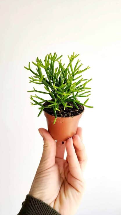 Hatiora salicornioides