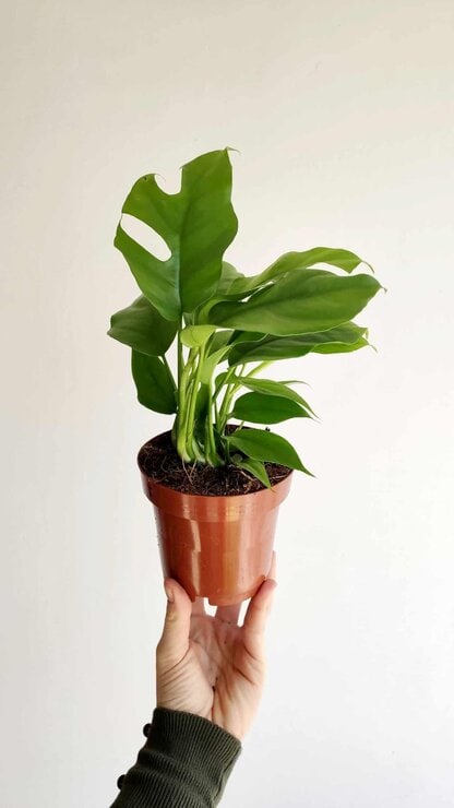 monstera minima monstera minima