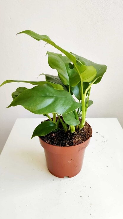 monstera minima monstera minima