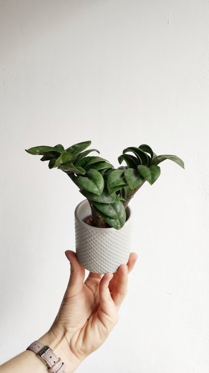 mini Zamiokulkas zamiolistny 'Zenzi' (Zamioculcas zamiifolia)