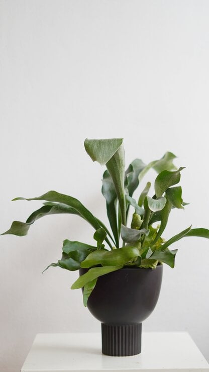 platycerium bifurcatum platycerium bifurcatum