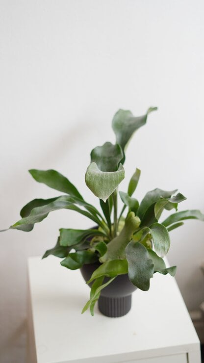 platycerium bifurcatum platycerium bifurcatum