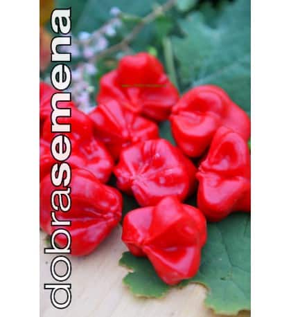 Maripaprika "Bishops Crown Red" / "Jamaican Bells"