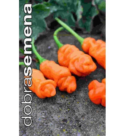 Kibepaprika "Peter Pepper Orange"