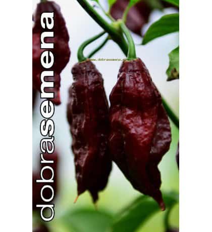 Kariibi paprika "Naga Black"