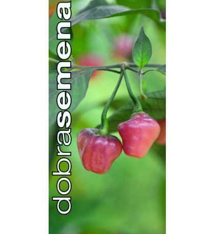 Kariibi paprika "Cheiro Roxa"