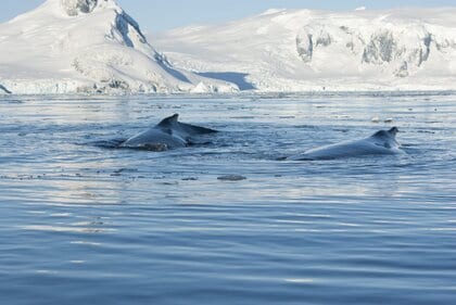 Antarctic whale populations ar