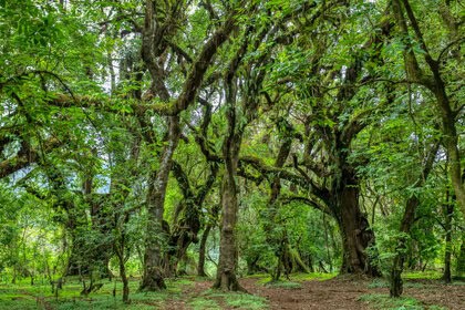 Dense forest scene with moss-covered, twisting trees and a leafy green canopy.