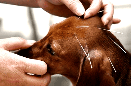 ACUPUNTURA PARA ANIMAIS