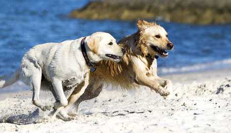 Kategoria Professional